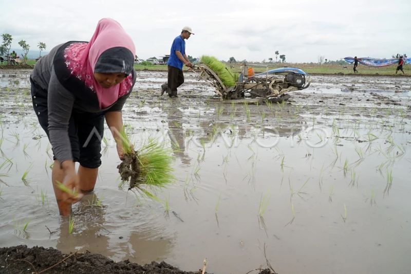 DKI kunjungi Sidoarjo untuk tanam padi dan dukung ketahanan pangan DKI kunjungi Sidoarjo untuk tanam padi dan dukung ketahanan pangan