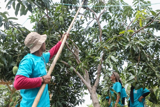 Lima tahun OAOT, hijaukan Perbukitan Patiayam dan hasilkan 30 ton buah mangga Lima tahun OAOT, hijaukan Perbukitan Patiayam dan hasilkan 30 ton buah mangga