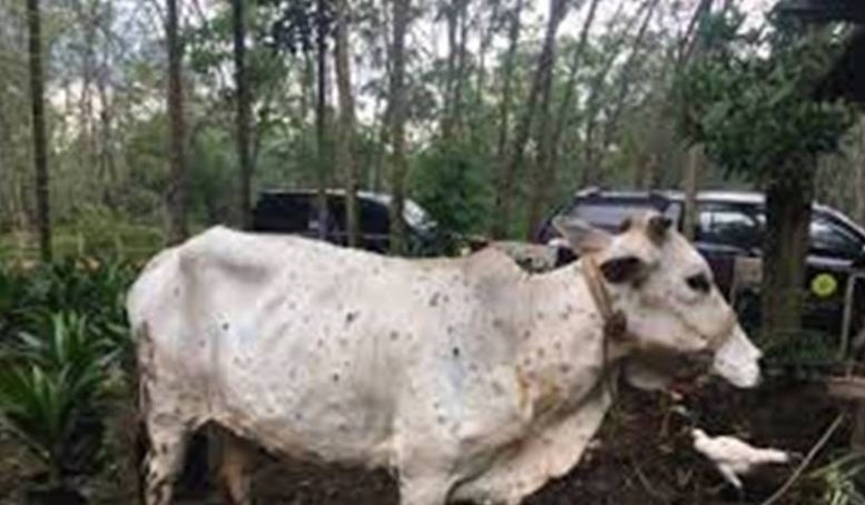 Dinas PKH: Sebanyak 30 sapi terjangkit PMK di Riau sudah sembuh Dinas PKH: Sebanyak 30 sapi terjangkit PMK di Riau sudah sembuh