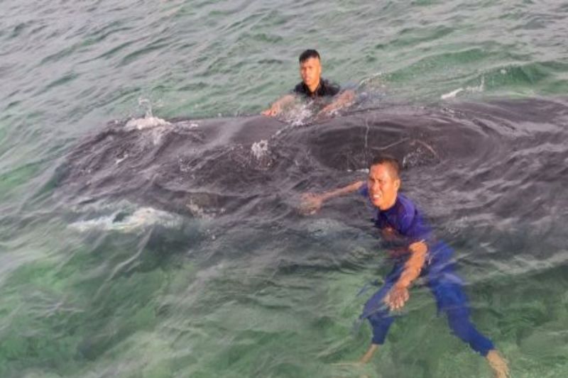 DKP mitigasi cegah paus terdampar di perairan Sulbar