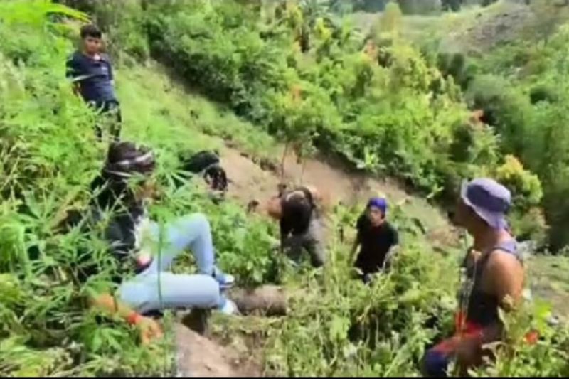 Polda Jambi dalami kasus temuan 17 batang ganja di Sungai Penuh Polda Jambi dalami kasus temuan 17 batang ganja di Sungai Penuh