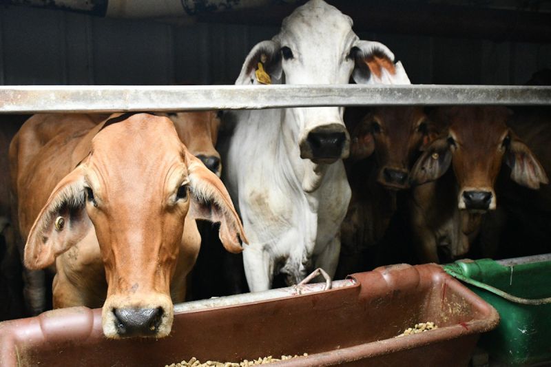 Indukan sapi impor masuk komitmen investasi peternakan Indukan sapi impor masuk komitmen investasi peternakan