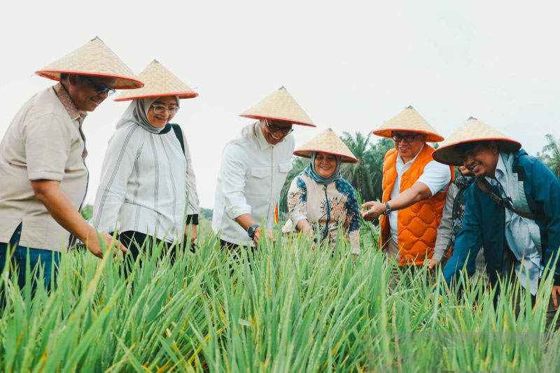 Kemenko proyeksikan produksi gabah di sela PSR PTPN Siak capai 50 ton