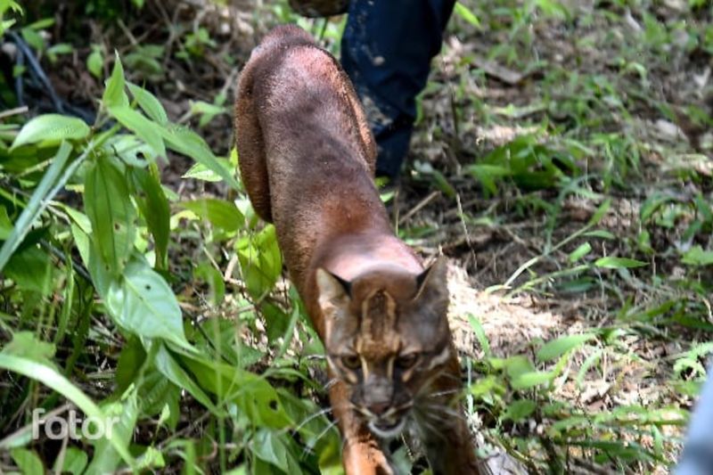 Kememhut lepasliarkan Kucing Emas di Leuser dukung perkembangan alami Kememhut lepasliarkan Kucing Emas di Leuser dukung perkembangan alami