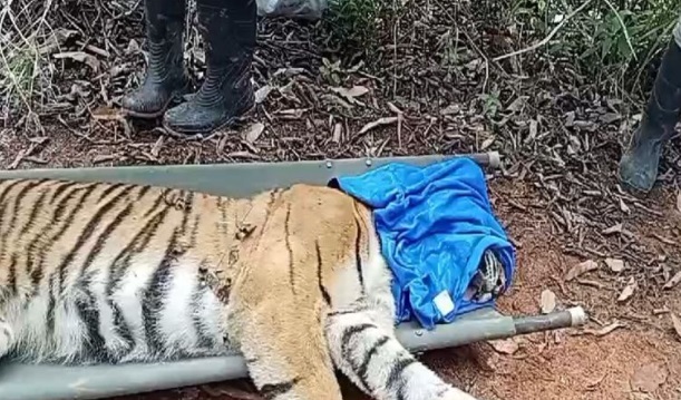 Petugas evakuasi Harimau Sumatera yang masuk perangkap di Lampung Petugas evakuasi Harimau Sumatera yang masuk perangkap di Lampung
