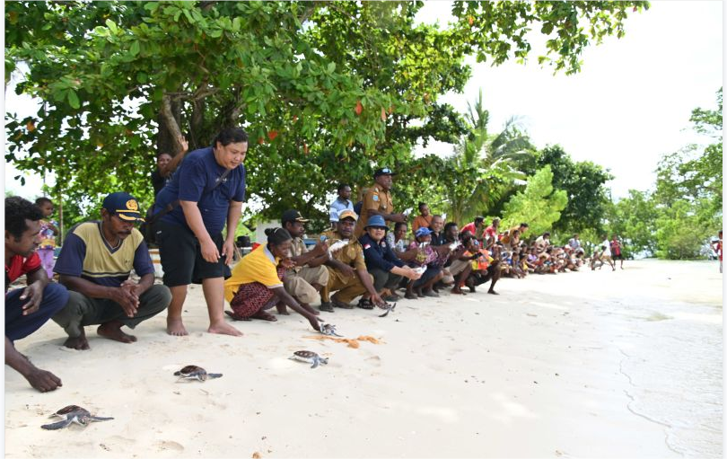 Dedikasi PIBATA lestarikan penyu di Taman Nasional Teluk Cendrawasih