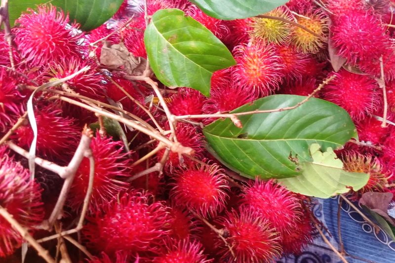 Panen rambutan di Lebak tumbuhkan ekonomi masyarakat