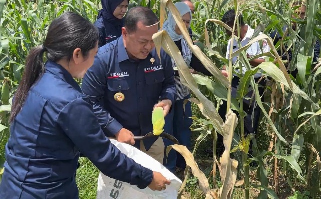 Kepala Zona Bakamla Tengah pimpin panen jagung di Bali