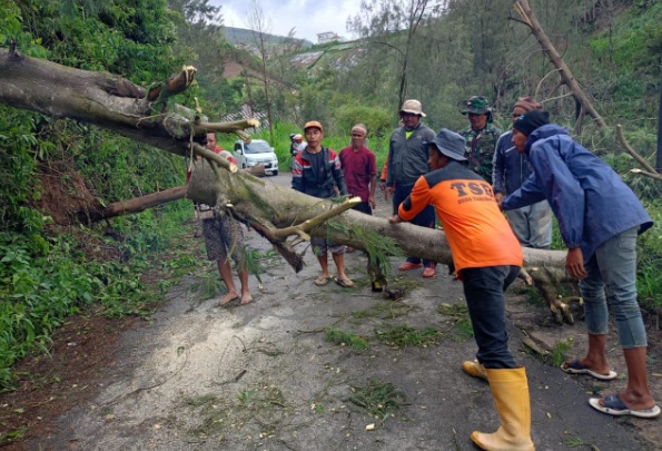 TNI dan warga gotong royong evakuasi pohon tumbang tutup akses jalan di lereng Merbabu TNI dan warga gotong royong evakuasi pohon tumbang tutup akses jalan di lereng Merbabu