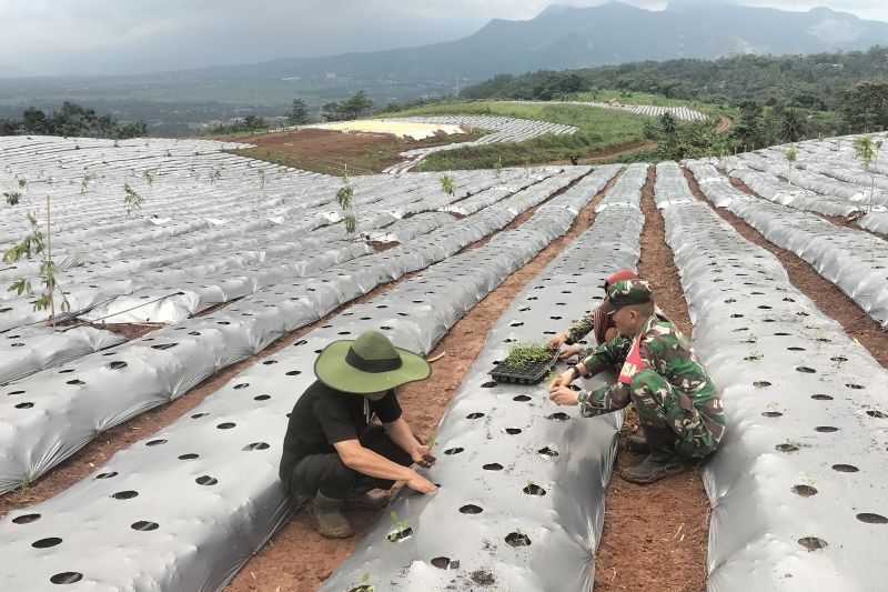 Pendampingan TNI AD untuk ketahanan pangan di Gununghejo Pendampingan TNI AD untuk ketahanan pangan di Gununghejo