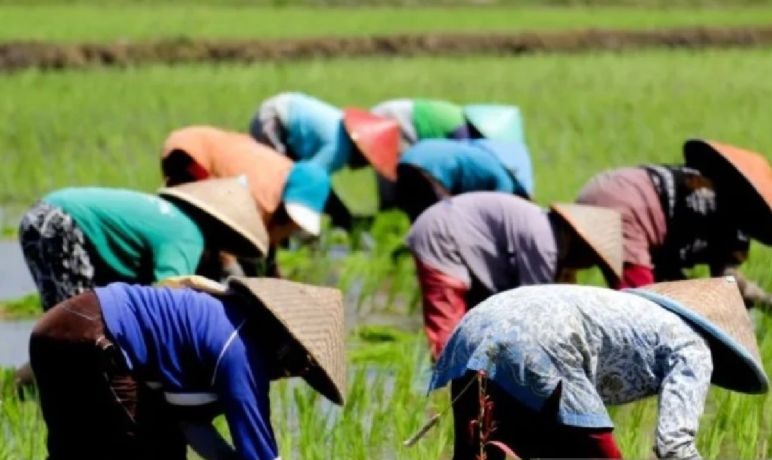 Kementan dorong Situbondo perluas lahan pertanian jadi 65 ribu hektare