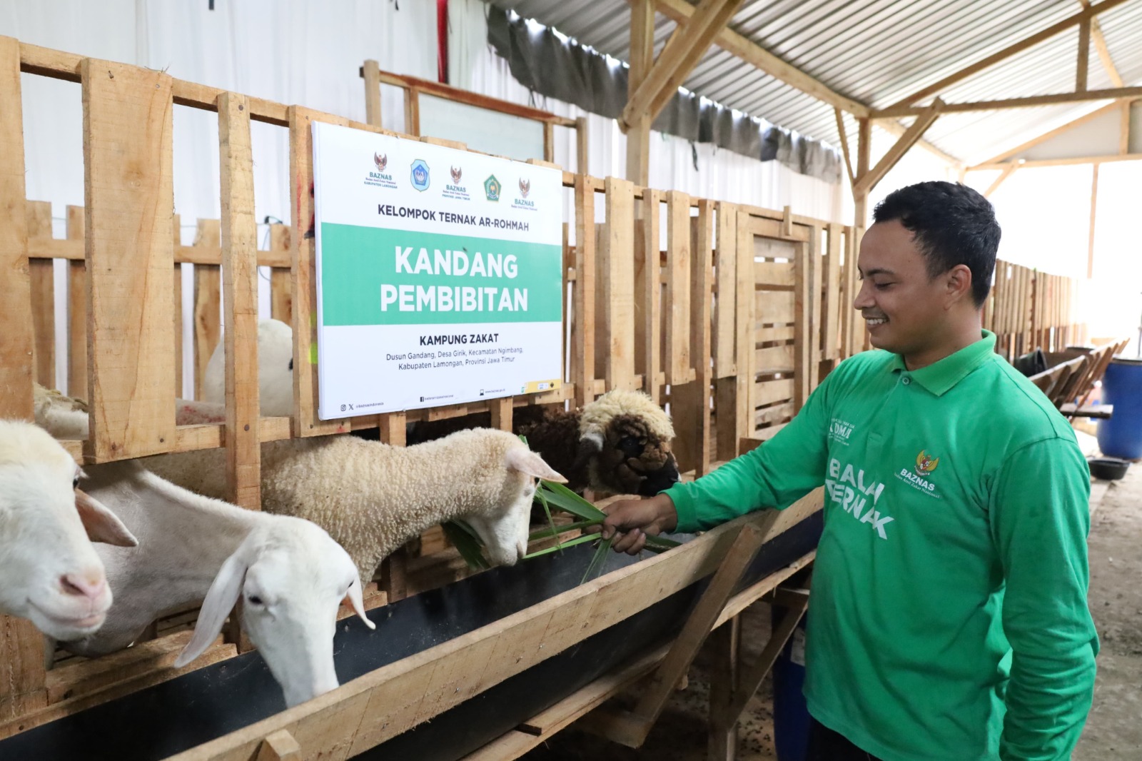 Lewat balai ternak, BAZNAS RI berhasil berdayakan peternak binaan jadi muzaki Lewat balai ternak, BAZNAS RI berhasil berdayakan peternak binaan jadi muzaki