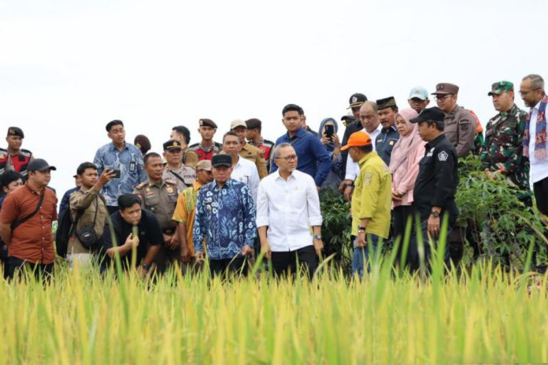 Menko Pangan: Harga gabah dari petani tidak boleh dibeli di bawah HPP