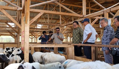 Kemdiktisaintek dukung riset di sektor peternakan domba Kemdiktisaintek dukung riset di sektor peternakan domba
