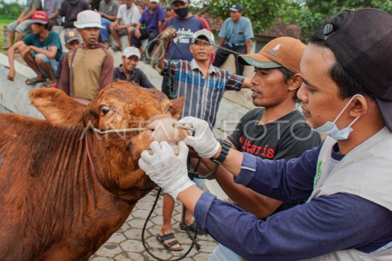 Pemda DIY ajukan 100 ribu dosis vaksin PMK ke Kementerian Pertanian Pemda DIY ajukan 100 ribu dosis vaksin PMK ke Kementerian Pertanian