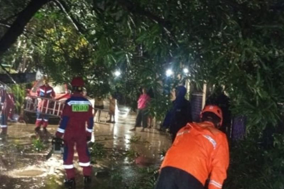 Angin kencang tumbangkan enam pohon tumbang di Jakarta
