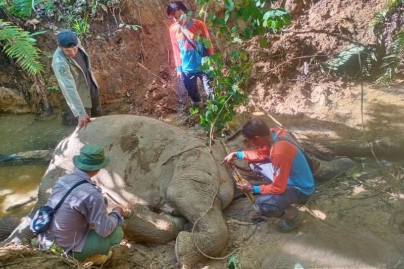BKSDA pastikan gajah mati di Aceh Barat akibat jatuh ke lumpur BKSDA pastikan gajah mati di Aceh Barat akibat jatuh ke lumpur