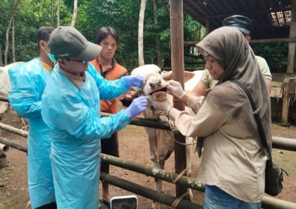 Pemprov Jateng atasi merebaknya penyakit mulut dan kuku Pemprov Jateng atasi merebaknya penyakit mulut dan kuku
