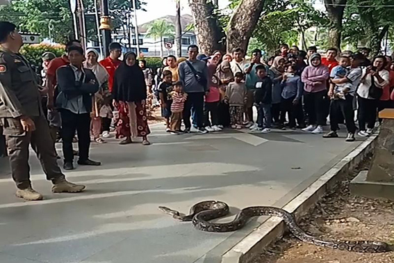 Ular sanca sepanjang 4 meter hebohkan pengunjung Kambang Iwak Palembang Ular sanca sepanjang 4 meter hebohkan pengunjung Kambang Iwak Palembang