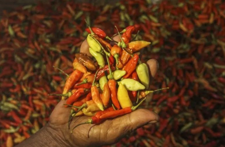 Harga pangan Senin turun, cabai rawit merah Rp72.690/kg Harga pangan Senin turun, cabai rawit merah Rp72.690/kg