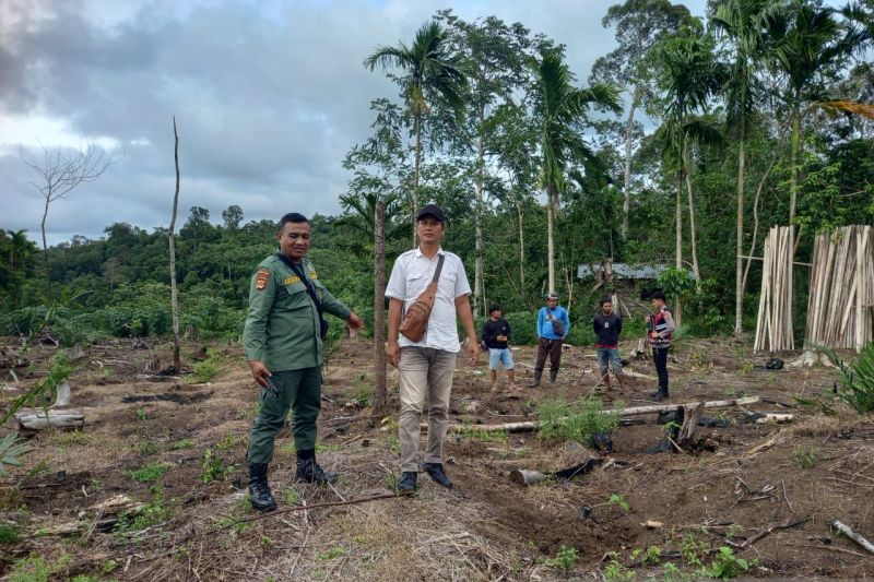 Petugas gencarkan patroli antisipasi serangan harimau di Pesisir Barat Petugas gencarkan patroli antisipasi serangan harimau di Pesisir Barat