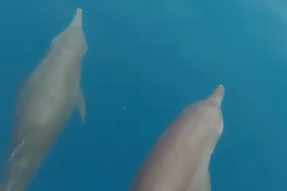 Kemunculan lumba-lumba di Pulau Pramuka jadi indikasi laut membaik