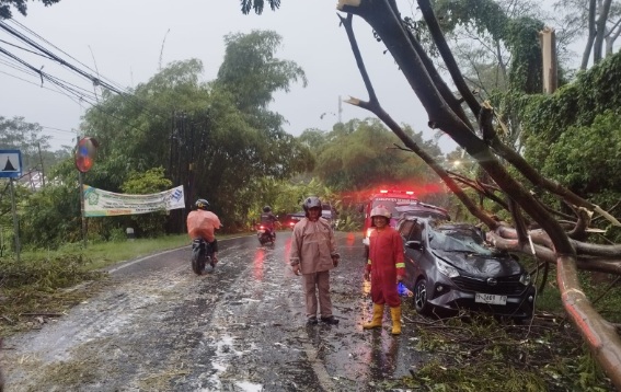 Pohon timpa mobil taksi di Ambarawa, sopir dan penumpang luka-luka Pohon timpa mobil taksi di Ambarawa, sopir dan penumpang luka-luka