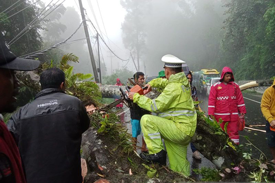 TNI-Polri evakuasi pohon tumbang di jalur Medan-Berastagi TNI-Polri evakuasi pohon tumbang di jalur Medan-Berastagi