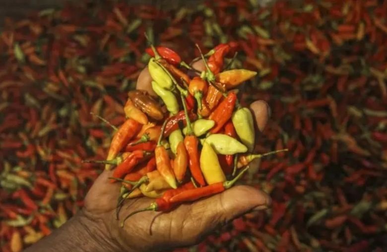 Harga cabai rawit merah pada Jumat Rp63.650 per kilogram Harga cabai rawit merah pada Jumat Rp63.650 per kilogram