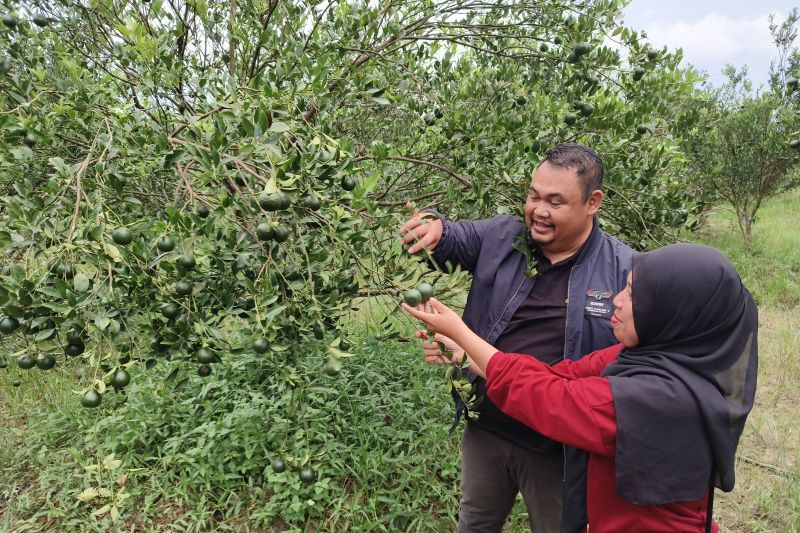 Petani Sejiram dibantu PLN untuk tingkatkan produksi jeruk