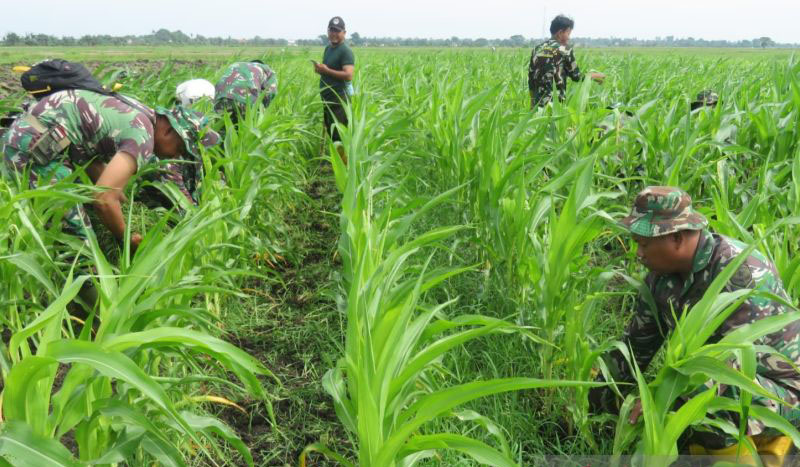 Korem 051/Wkt tanam jagung di lahan pertanian Bekasi