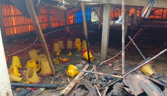 5 ribu anak ayam di Tengaran mati terbakar 5 ribu anak ayam di Tengaran mati terbakar