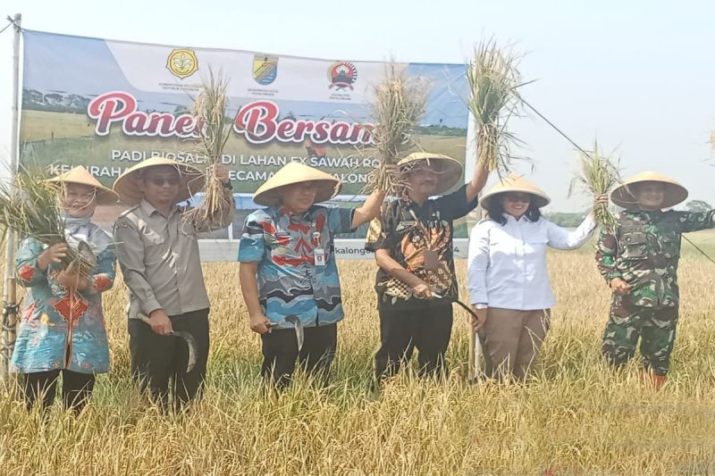 Menggapai ketahanan pangan dengan memanfaatkan lahan bekas rob