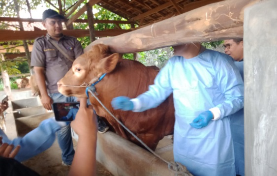 Tekan kasus PMK, Dirjen Peternakan dan Disnakan Boyolali vaksin sapi di Andong Tekan kasus PMK, Dirjen Peternakan dan Disnakan Boyolali vaksin sapi di Andong