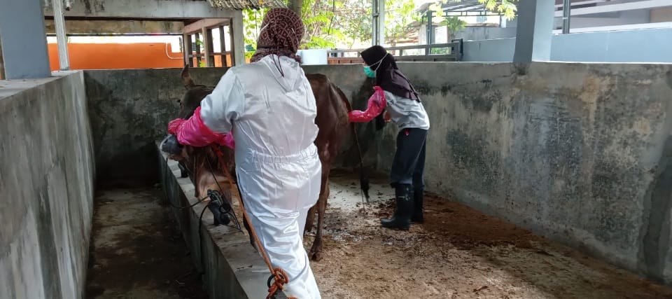Sukoharjo konfirmasi kasus PMK, 164 ekor sapi terinveksi, satu diantaranya mati Sukoharjo konfirmasi kasus PMK, 164 ekor sapi terinveksi, satu diantaranya mati