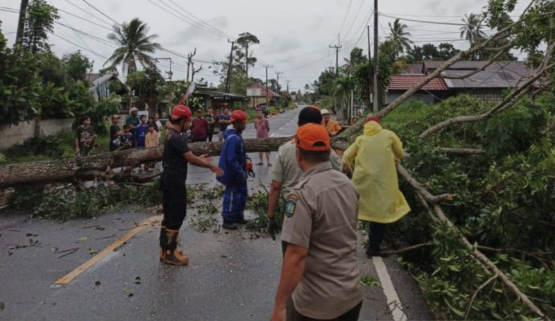 BPBD Belitung minta warga tebang pohon tua
