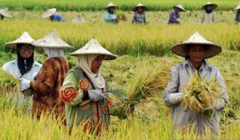 Pemkab Banyuasin hadirkan taman edukasi tumbuhkan semangat petani muda Pemkab Banyuasin hadirkan taman edukasi tumbuhkan semangat petani muda