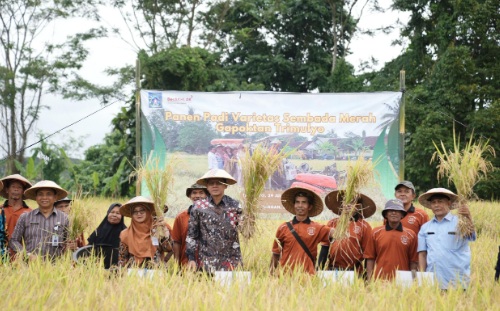 Sleman dorong pengembangan padi varietas sembada merah Sleman dorong pengembangan padi varietas sembada merah