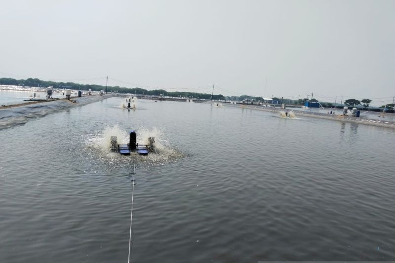 Dinas: Ribuan hektare tambak ikan di Karawang akan direvitalisasi