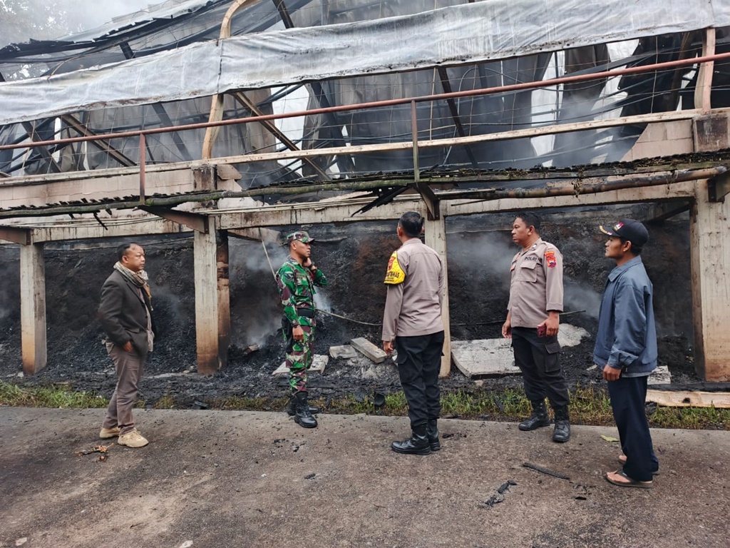Kebakaran kandang ayam di Sumowono 55 ribu ayam hangus terbakar  