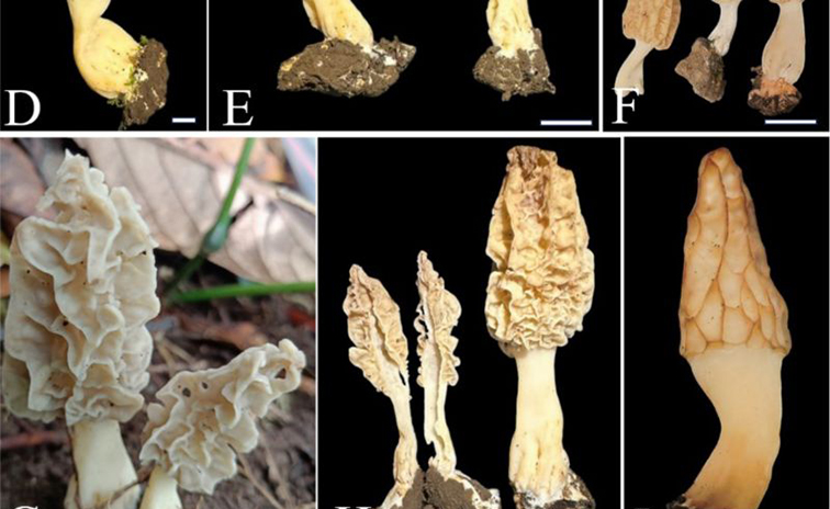 Spesies baru jamur morel berhasil ditemukan di Gunung Rinjani Spesies baru jamur morel berhasil ditemukan di Gunung Rinjani