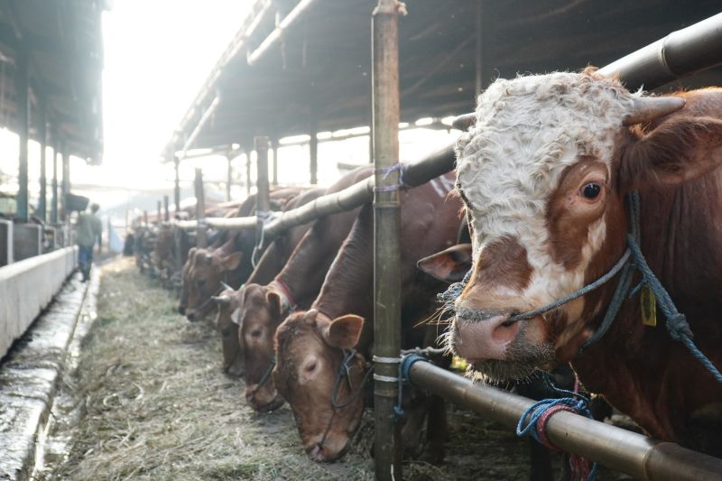 Dharma Jaya impor 750 sapi bantu jaga stabilitas pangan di Jakarta Dharma Jaya impor 750 sapi bantu jaga stabilitas pangan di Jakarta