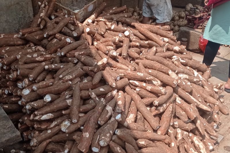 Produksi komoditas palawija di Lebak capai 4.453 ton