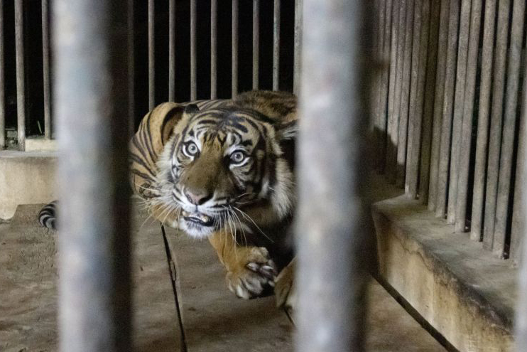 Kemenhut segera periksa genetik kematian harimau di TMSBK Bukittinggi Kemenhut segera periksa genetik kematian harimau di TMSBK Bukittinggi