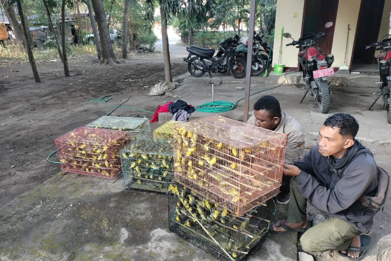 BKSDA NTT gagalkan pengiriman 1.260 ekor burung dilindungi ke Surabaya BKSDA NTT gagalkan pengiriman 1.260 ekor burung dilindungi ke Surabaya