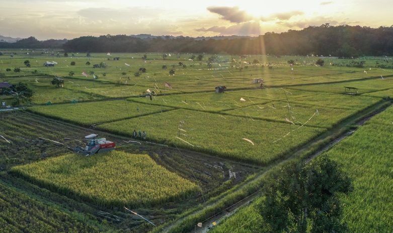 Menata peran strategis instrumen pangan negara Menata peran strategis instrumen pangan negara