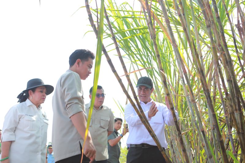 Mentan targetkan replanting tebu 500 ribu ha dalam tiga tahun Mentan targetkan replanting tebu 500 ribu ha dalam tiga tahun