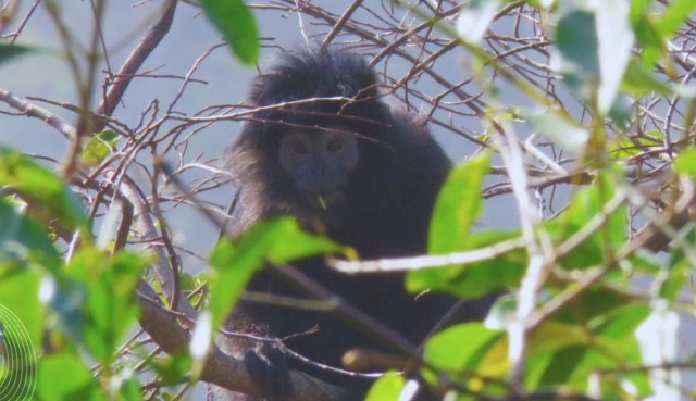 Kemenhut melepasliarkan tiga individu lutung Jawa di SM Nusa Barung