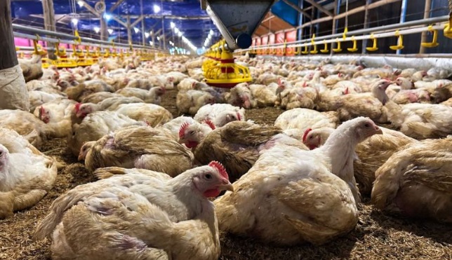 Kementan: RI telah mencapai swasembada daging ayam dan telur ayam Kementan: RI telah mencapai swasembada daging ayam dan telur ayam