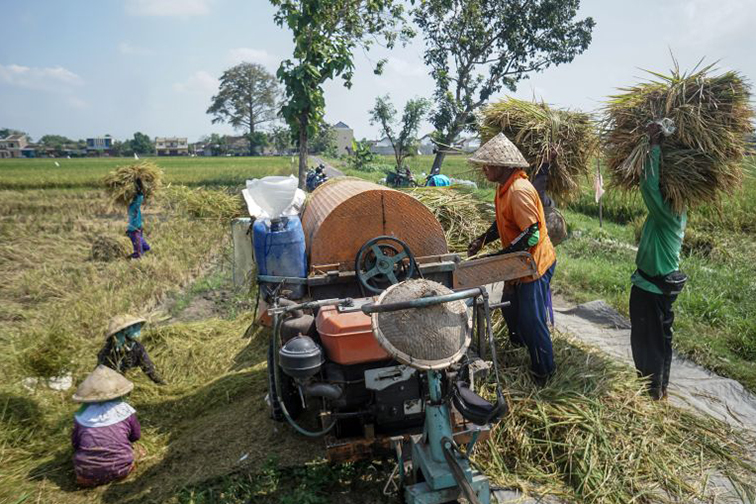 Penghormatan terhadap beras lokal dari petani Penghormatan terhadap beras lokal dari petani